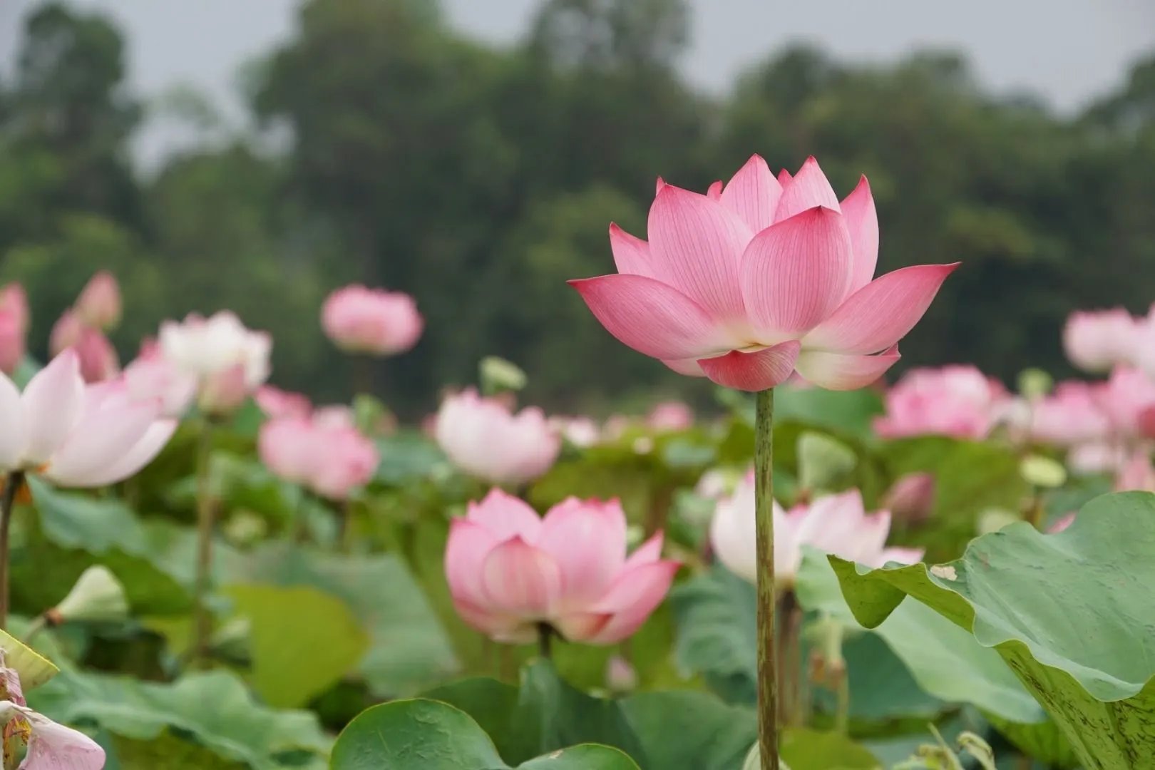 🏛️ 마쓰야마시 고고관 (마쓰야마시 고코칸) 이미지 7